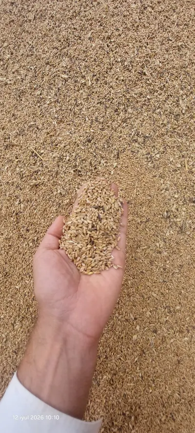 BUĞDA — Dənlilər, Otlar Yemlər,  Bitkilər, Cəlilabad
