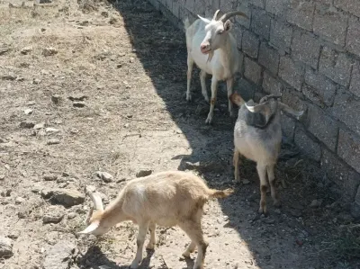 Keçilər — Heyvanlar, Quşlar, Balıqlar, Bakı — şəkil 3