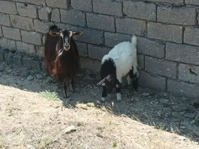 Keçilər — Heyvanlar, Quşlar, Balıqlar, Bakı — şəkil 2