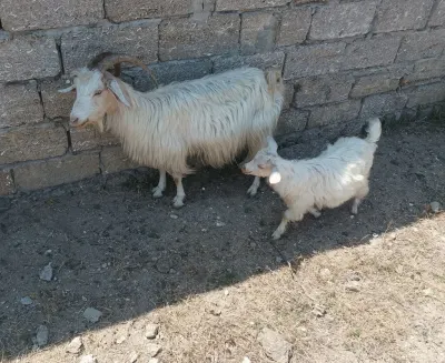 Keçilər — Heyvanlar, Quşlar, Balıqlar, Bakı