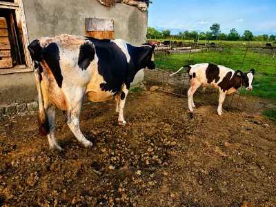Balalı inək — Heyvanlar, Quşlar, Balıqlar, Lənkəran