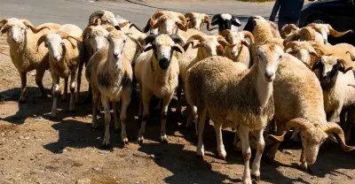 Quzular — Heyvanlar, Quşlar, Balıqlar, Bakı