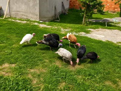 Hinduşkalar — Heyvanlar, Quşlar, Balıqlar, Qəbələ