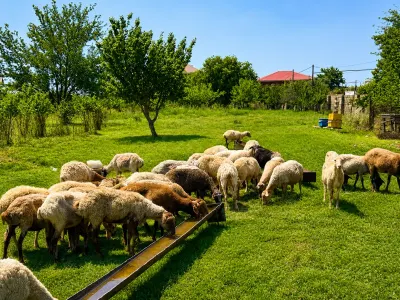 Qoyunlar — Heyvanlar, Quşlar, Balıqlar, Bakı