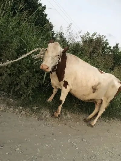 İnək — Heyvanlar, Quşlar, Balıqlar, Quba — şəkil 2