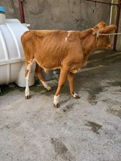Danalar — Heyvanlar, Quşlar, Balıqlar, Bakı — şəkil 3