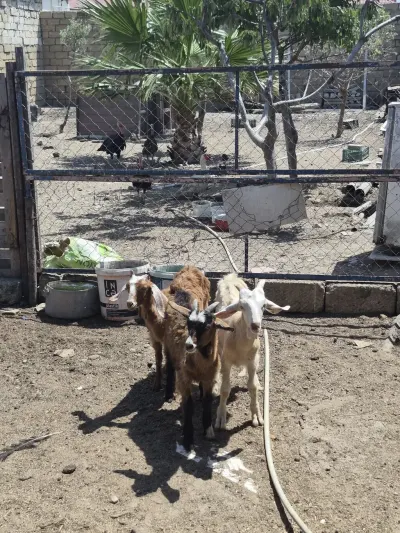 Keçilər — Heyvanlar, Quşlar, Balıqlar, Bakı — şəkil 2
