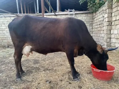 Balalı inək — Heyvanlar, Quşlar, Balıqlar, Bakı