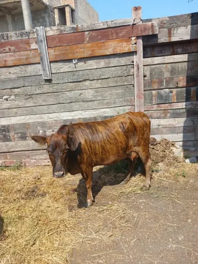 BALALI İNƏK — Heyvanlar, Quşlar, Balıqlar, Sumqayıt