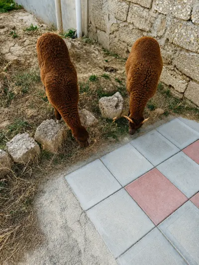 Qoyunlar — Heyvanlar, Quşlar, Balıqlar, Bakı