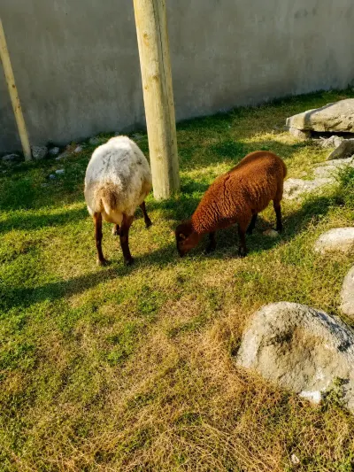 Qoyunlar — Heyvanlar, Quşlar, Balıqlar, Bakı — şəkil 2