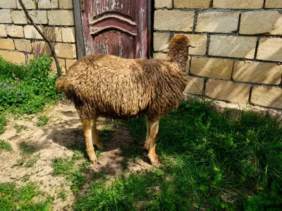 Quzu — Heyvanlar, Quşlar, Balıqlar, Şabran