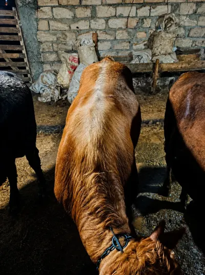 Danalar — Heyvanlar, Quşlar, Balıqlar, Xızı
