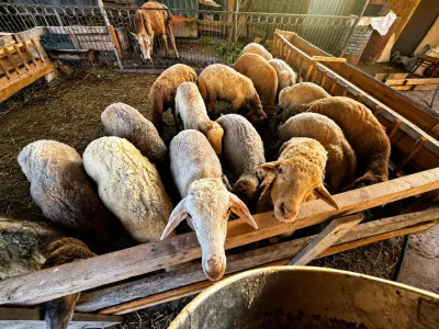 Quzular — Heyvanlar, Quşlar, Balıqlar, Cəlilabad