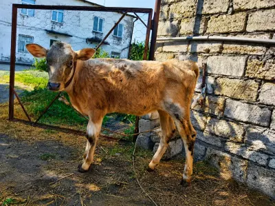 BUZOV — Heyvanlar, Quşlar, Balıqlar, Xaçmaz