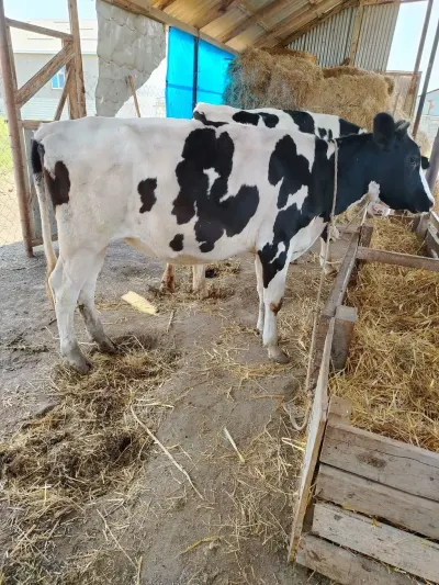 Düyə — Heyvanlar, Quşlar, Balıqlar, Masallı