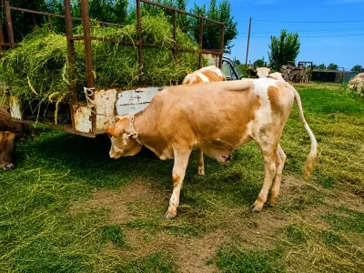 Danalar — Heyvanlar, Quşlar, Balıqlar, Quba — şəkil 3