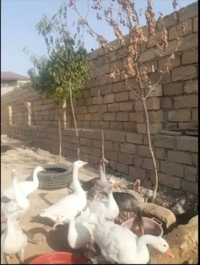 Qazlar — Heyvanlar, Quşlar, Balıqlar, Xırdalan