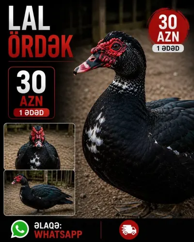 ÖRDƏK — Heyvanlar, Quşlar, Balıqlar, Bakı