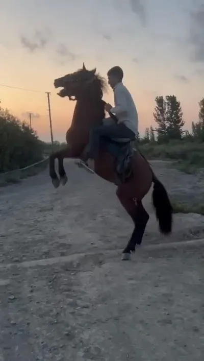 AT — Heyvanlar, Quşlar, Balıqlar, Salyan