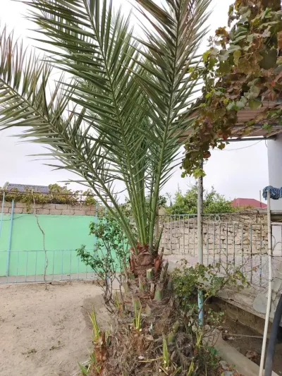 Xurma tingi — Dənlilər, Otlar Yemlər,  Bitkilər, Bakı