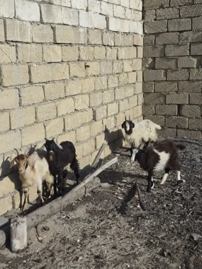 Çəpiş — Heyvanlar, Quşlar, Balıqlar, Bakı