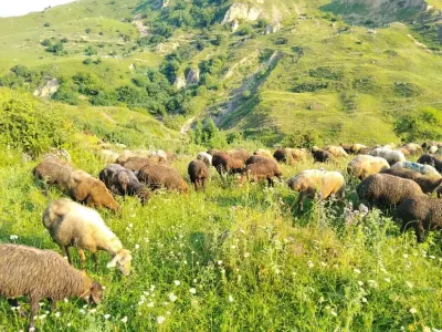 Qoyunlar — Heyvanlar, Quşlar, Balıqlar, İsmayıllı