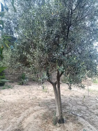 ZEYTUN — Meyvə və Giləmeyvə, Bakı