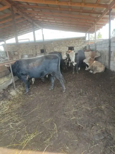 Danalar — Heyvanlar, Quşlar, Balıqlar, Bakı — şəkil 3