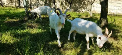 Keçi — Heyvanlar, Quşlar, Balıqlar, Şamaxı