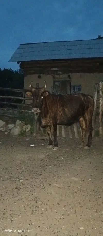 Dana — Heyvanlar, Quşlar, Balıqlar, Lənkəran — şəkil 2