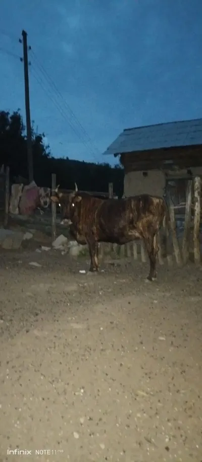 Dana — Heyvanlar, Quşlar, Balıqlar, Lənkəran