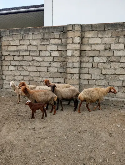QOYUNLAR — Heyvanlar, Quşlar, Balıqlar, Xaçmaz