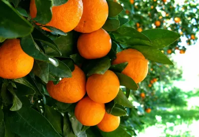 Portağal (apelsin) tingi — Dənlilər, Otlar Yemlər,  Bitkilər, Lənkəran