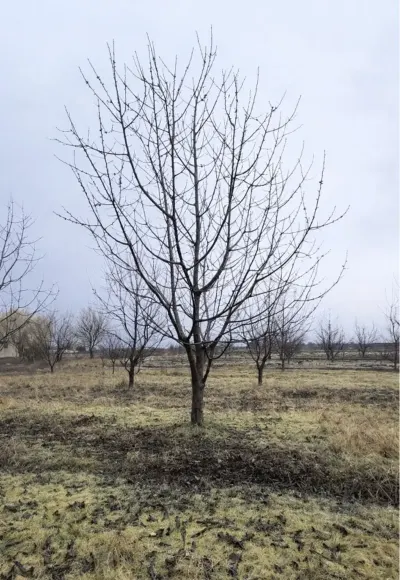 Meyvə bağı — Kənd Təsərrüfatı Əmlakı, Quba — şəkil 3