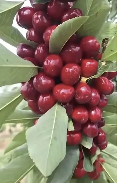 Meyvə bağı — Kənd Təsərrüfatı Əmlakı, Quba — şəkil 2