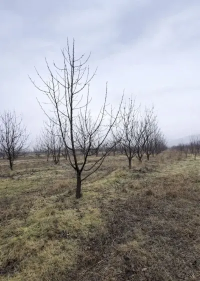 Meyvə bağı — Kənd Təsərrüfatı Əmlakı, Quba — şəkil 4