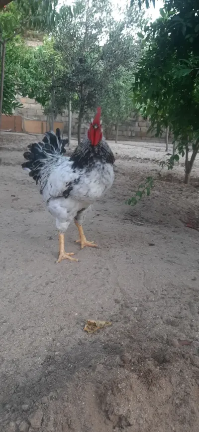 Xoruz — Heyvanlar, Quşlar, Balıqlar, Bakı — şəkil 2