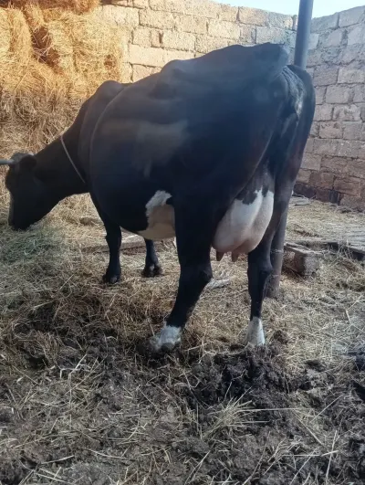 Balalı inək — Heyvanlar, Quşlar, Balıqlar, Bakı
