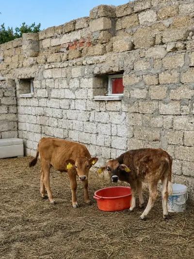 DANALAR — Heyvanlar, Quşlar, Balıqlar, Bakı
