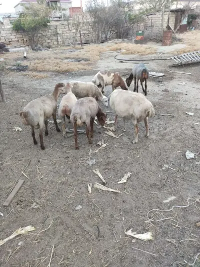 Quzular — Heyvanlar, Quşlar, Balıqlar, Bakı — şəkil 2
