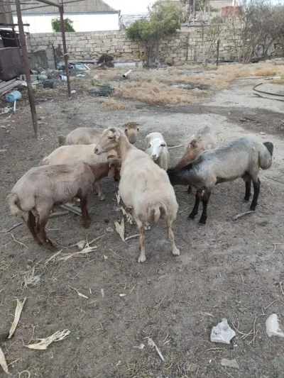 Quzular — Heyvanlar, Quşlar, Balıqlar, Bakı