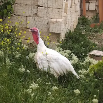 Hinduşka yumurtası — Heyvanlar, Quşlar, Balıqlar, Bakı