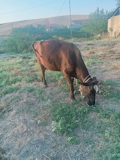 Dana — Heyvanlar, Quşlar, Balıqlar, Cəlilabad