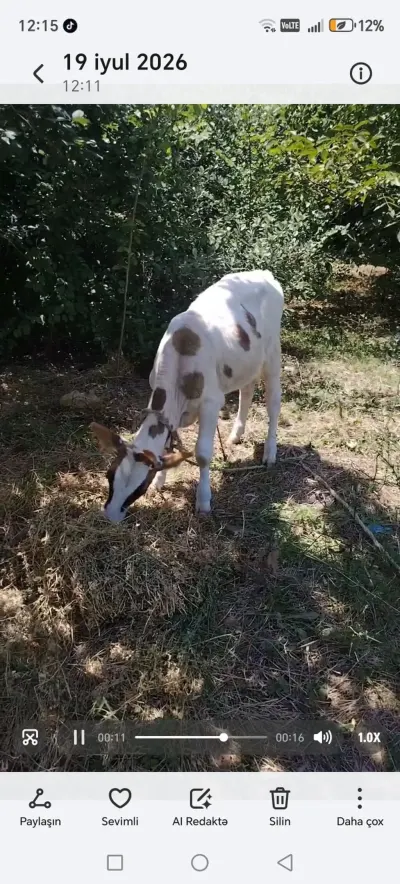 Buzov — Heyvanlar, Quşlar, Balıqlar, Masallı