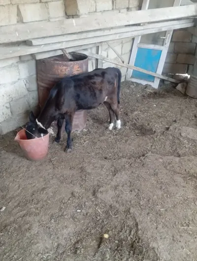 BUZOV — Heyvanlar, Quşlar, Balıqlar, Xırdalan