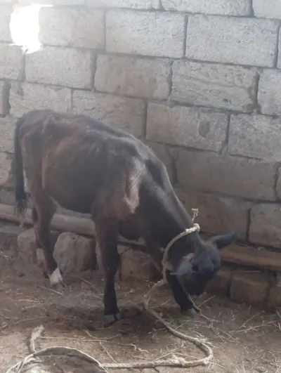 Buzov — Heyvanlar, Quşlar, Balıqlar, Xırdalan — şəkil 2