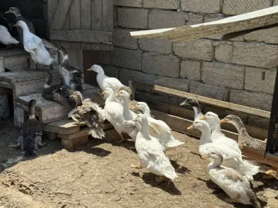 Ördəklər — Heyvanlar, Quşlar, Balıqlar, Bakı — şəkil 3