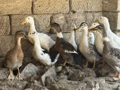 Ördəklər — Heyvanlar, Quşlar, Balıqlar, Bakı — şəkil 2