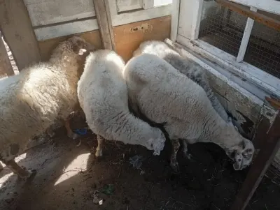 Qoyunlar — Heyvanlar, Quşlar, Balıqlar, Bakı
